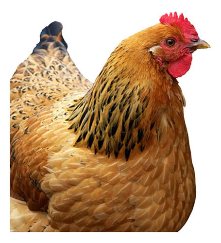 Estaca Decorativa Para Jardín De Pollo, 31,5 Cm X 17,4 Cm