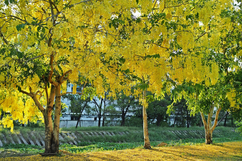 Semillas De Arbol De Lluvia De Oro ( Cassia Fistula )