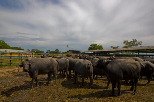 Imagen 9 de 25 de Finca Bufalina Barinas, Parroquia San Silvestre En Venta