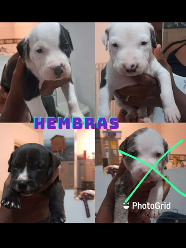 Venta De Pitbull 