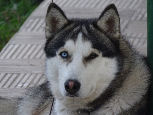 Vendo Lobo Siberiano Alfa Heterocromia Imponente 