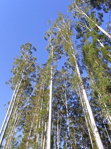 100 Sementes De Eucalyptus Grandis - Rose Gum - Árvore