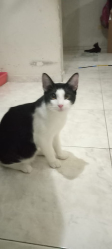 Gatito Macho En Adopción 