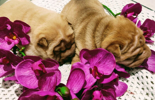 Imagem 2 de 3 de Filhotes De Shar Pei
