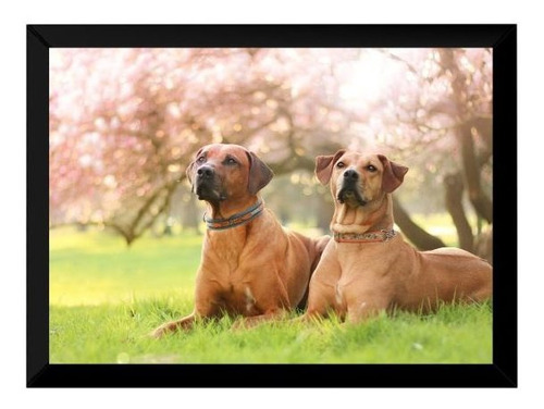 Quadro Lindo Casal De Rhodesian Ridgeback