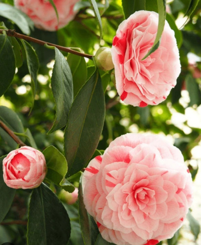 Semillas De Camelia 