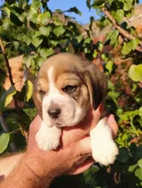 Comprar Beagle Cachorros Tricolor Machos