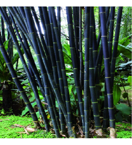 100 Semillas De Bambu Negro+ Instructivo 