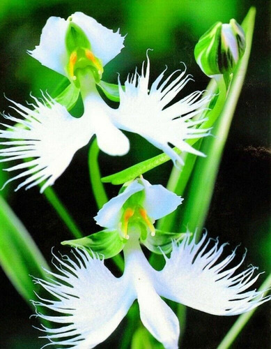 Semillas De Flor Orquídea Paloma O Habenaria Radiata | Cuotas sin interés