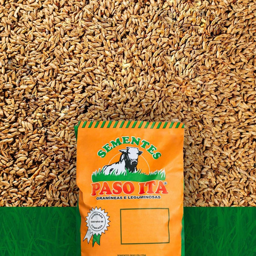 Panicum Maximum Cv Brs Zuri Vc 72%
