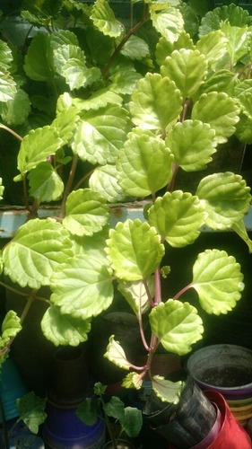 50 Plantas Para Jardines Verticales