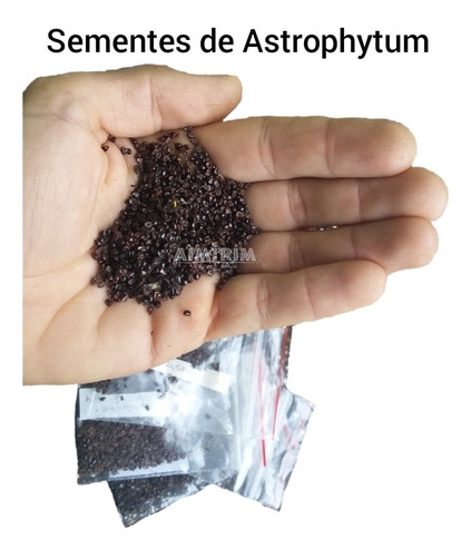 100 Sementes De Cactos Astrophytum Mix Sementes Frescas