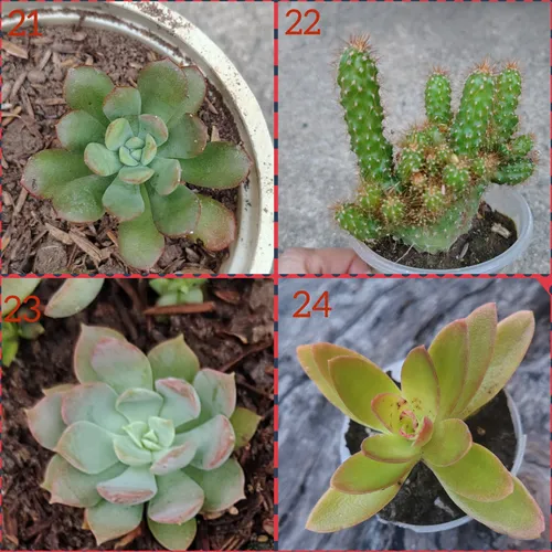 Suculentas Y Cactus Barinas