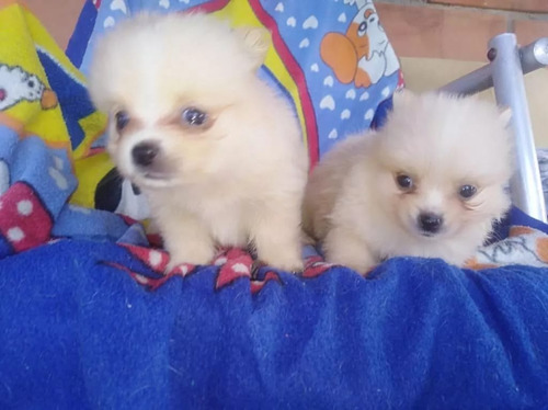 Cachorros Pomerania Miniatura