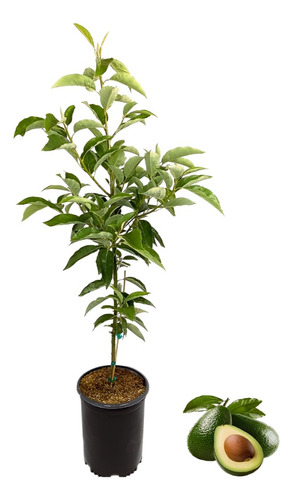 Planta Nombre Arbol Aguacate
