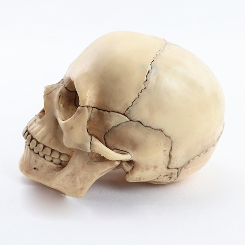 Modelo Craneo Humano Anatomia 1:2 Tamaño En 15 Ptos