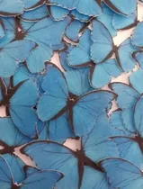 Comprar Mariposas Troqueladas Comestibles