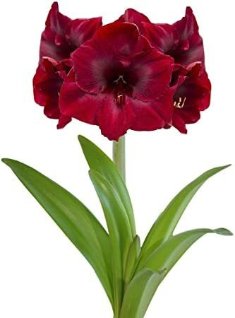 Imagen 2 de 4 de Bulbos De Amaryllis