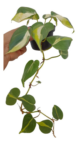 Muda De Filodendro Brasil/ Philodendron Hederaceum