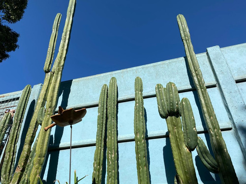 Cactus Trichocereus Pachanoi. 700 Cm - Ideal Para Injertos