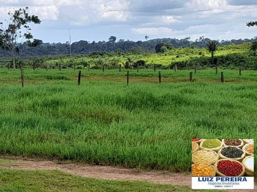 Imagem 6 de 14 de Fazenda À Venda Em Anapu - Pa - De 400 Alqueirões (pecuária) - 1661