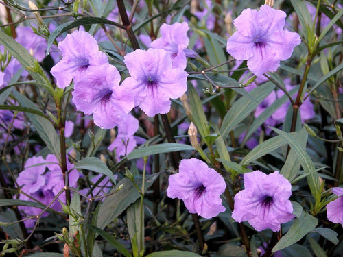 Ruella O Ruellia 10 Semillas Sol Directo Sdqro2