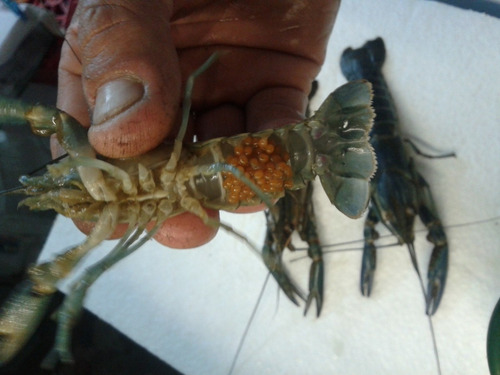 Langostino Red Claw Procambarus Pie De Cria, Negocio,consumo