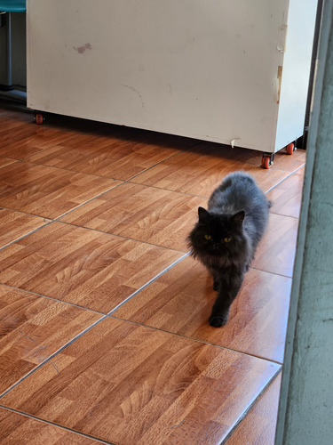 Ultima Gatita Hembra Persa Benkatsen Cattery