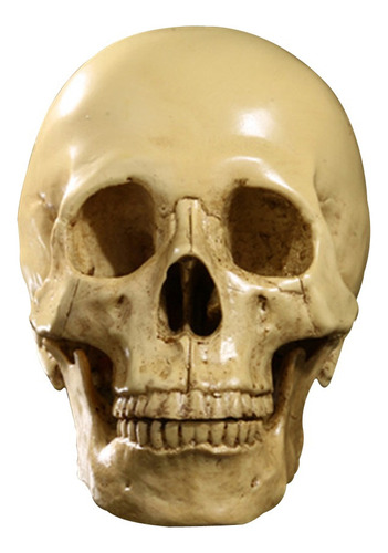 1: 1 Human Skull Resin Anatomical Model Teaching 2024