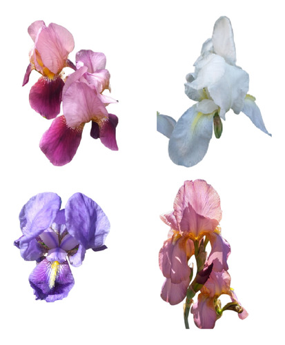 Lirios Germanicos Surtidos 4 Colores Rosado Morado Blanco Azul