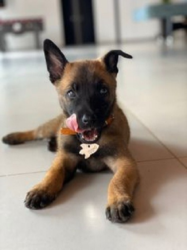 Cachorros Pastor Belga Malinois Perros En Venta En Cúcuta 