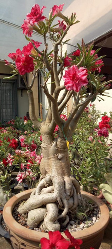 12 Sementes Rosa Do Deserto Cores Especiais Raras
