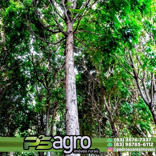 Imagem 3 de 5 de Sítio Em Janaúba-mg Com 12 Ha De Mogno Amazônico - Si0005