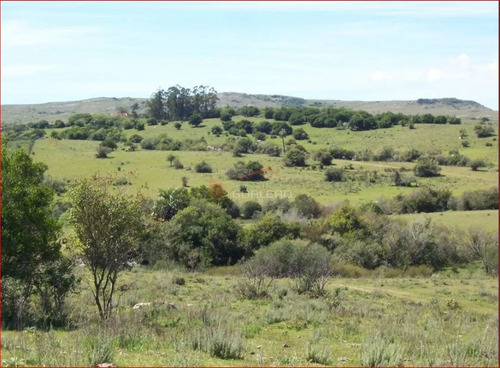Imagen 2 de 12 de Chacra A La Venta En Maldonado A 49 Km De Punta Del Este, Con Cañadas Y Palmeras