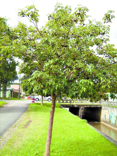 Fruta Tarumã Uva Do Cerrado - Sementes Arvore Nativa P/ Muda