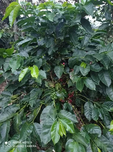Vendo Hermosa Finca En Ibague