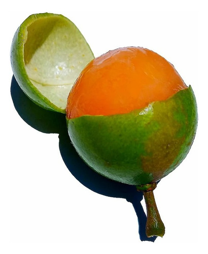 Huayo Arbol 1.8 Metros Pregunte Costo Envio M. Bijigatus