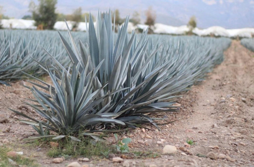Semillas Agave Azul Tequila Jalisco 2 Kg Convencionales