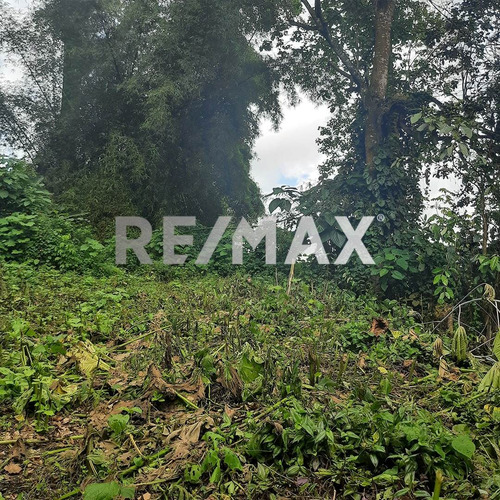 Imagen 4 de 6 de En Venta Terreno Ubicado En San Diego De Los Altos