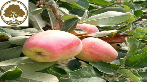 1 Chabacano , 1 Durazno , 1 Guayaba Y 1 Magnolia Blanca
