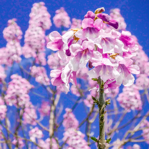 2 Mudas Kiri Japonês ( Paulownia Elongata )
