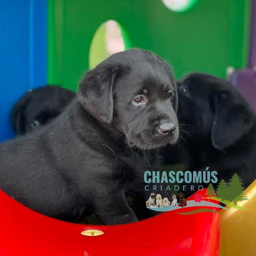 Labrador Negro Unicos Genetica Unica Criadero Chascomús