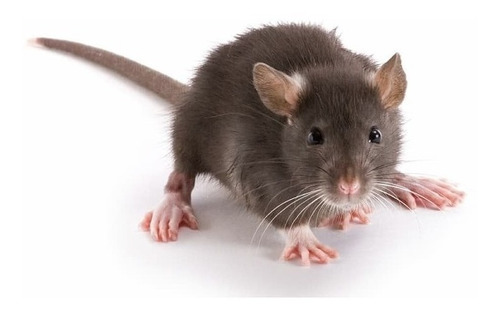 Erradicador Electronico Ratas Ratones Fumigador Ahuyenta