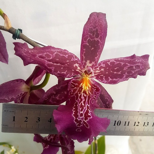 Orquídea Beallara Marfitch Roxa ! Planta Adulta ! | MercadoLivre