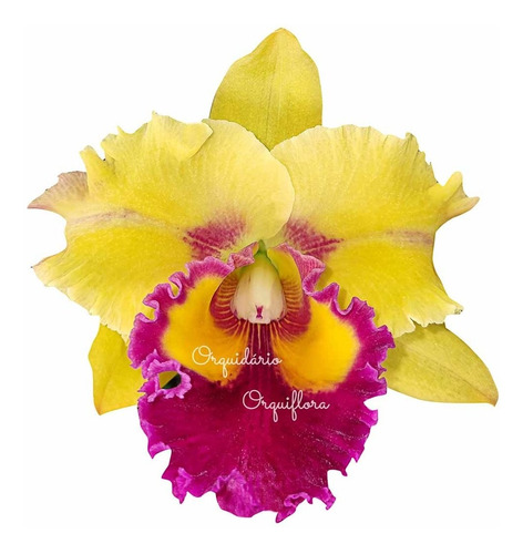 Orquídea Cattleya Flor Amarela Planta Adulta | MercadoLivre