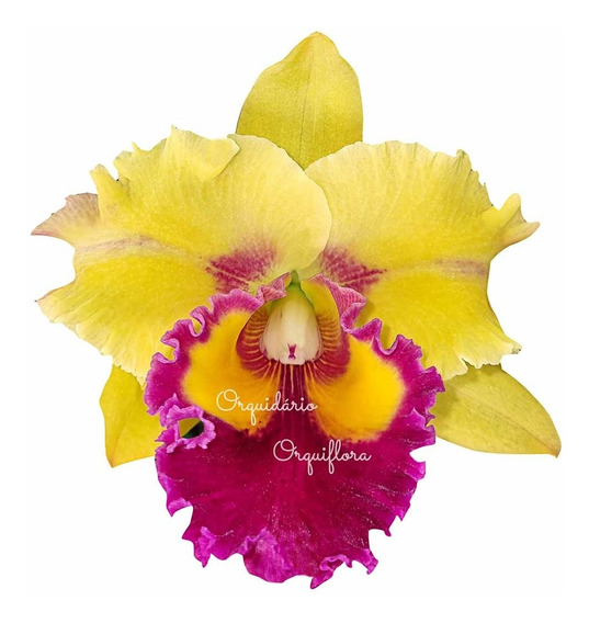 Orquidea Cattleya Adulta Amarela | MercadoLivre 📦