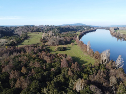 Campo En Trumao De 33,06ha Con 1.1km Orilla De Rio Bueno