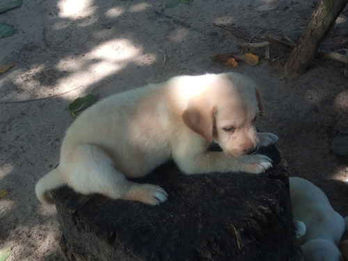 Cachorro Labrador Dorado 