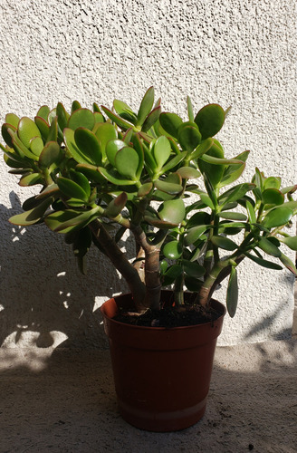 Planta De Jade  - Sin Agroquimicos