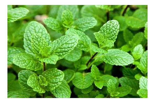 70 Sementes De Hortelã Menta - Mentha